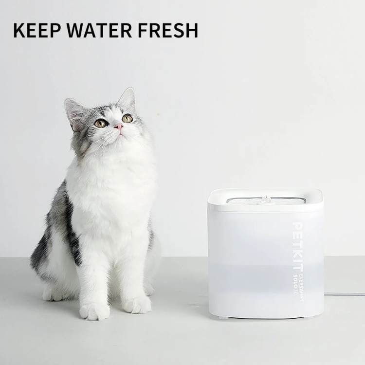 White and gray cat beside Petkit Eversweet Solo SE water fountain.